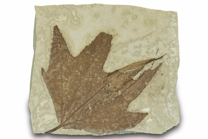 Fossil Sycamore (Macginitiea) Leaf - Utah #323172